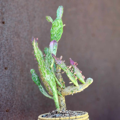 Opuntia monacantha variegata - Variegated Joseph's Coat