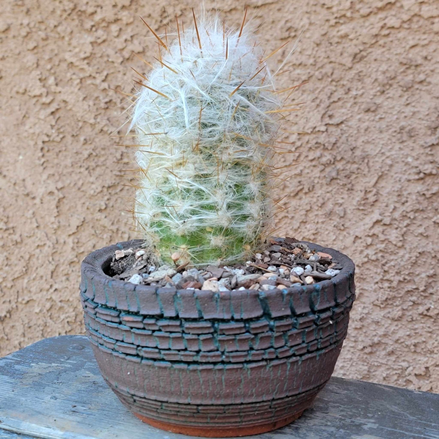 Oreocereus trollii - Old Man of the Andes