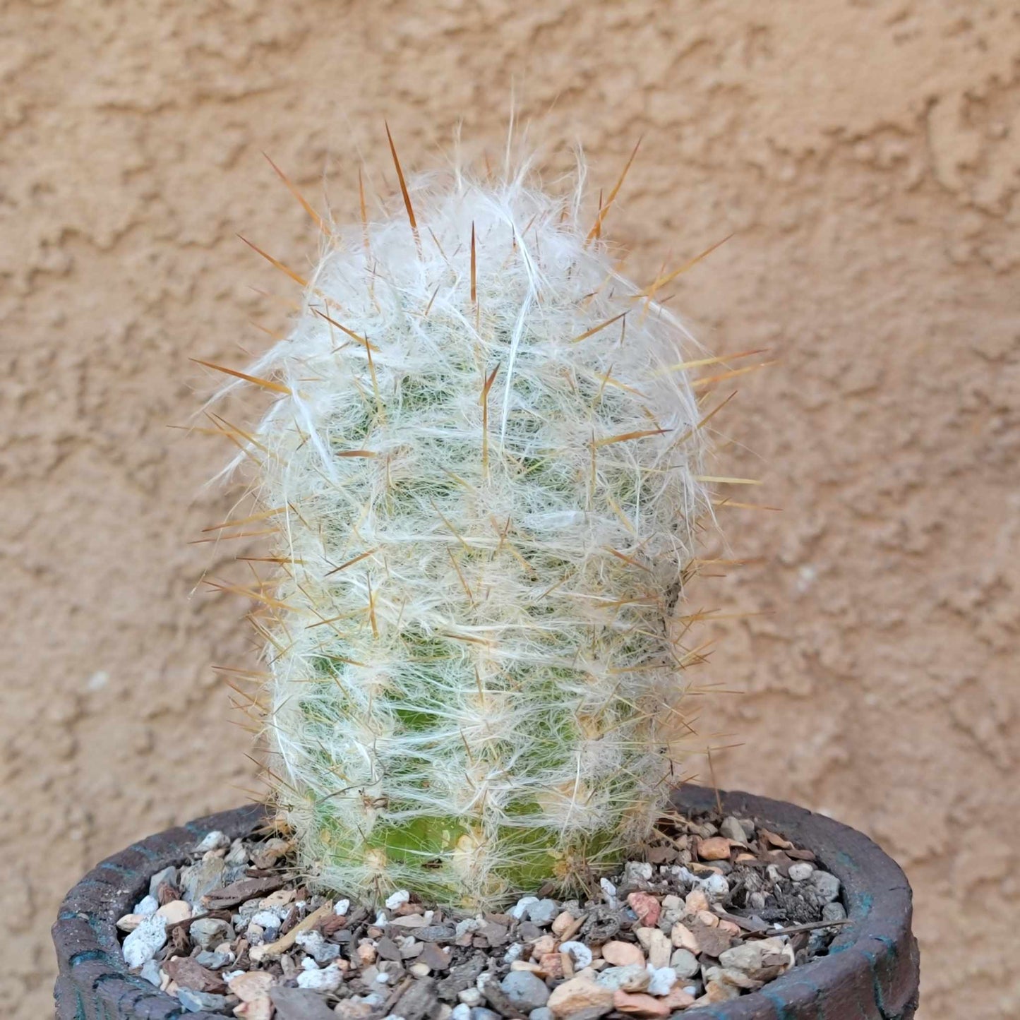 Oreocereus trollii - Old Man of the Andes