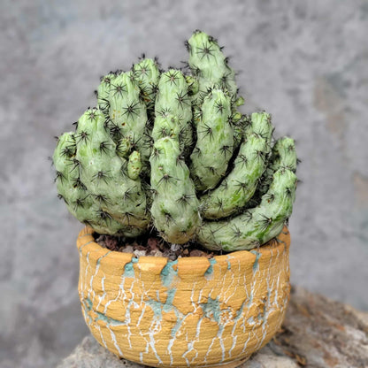 Ortegocactus macdougallii - Cochemiea macdougallii