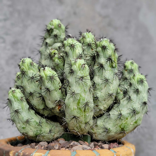Ortegocactus macdougallii - Cochemiea macdougallii