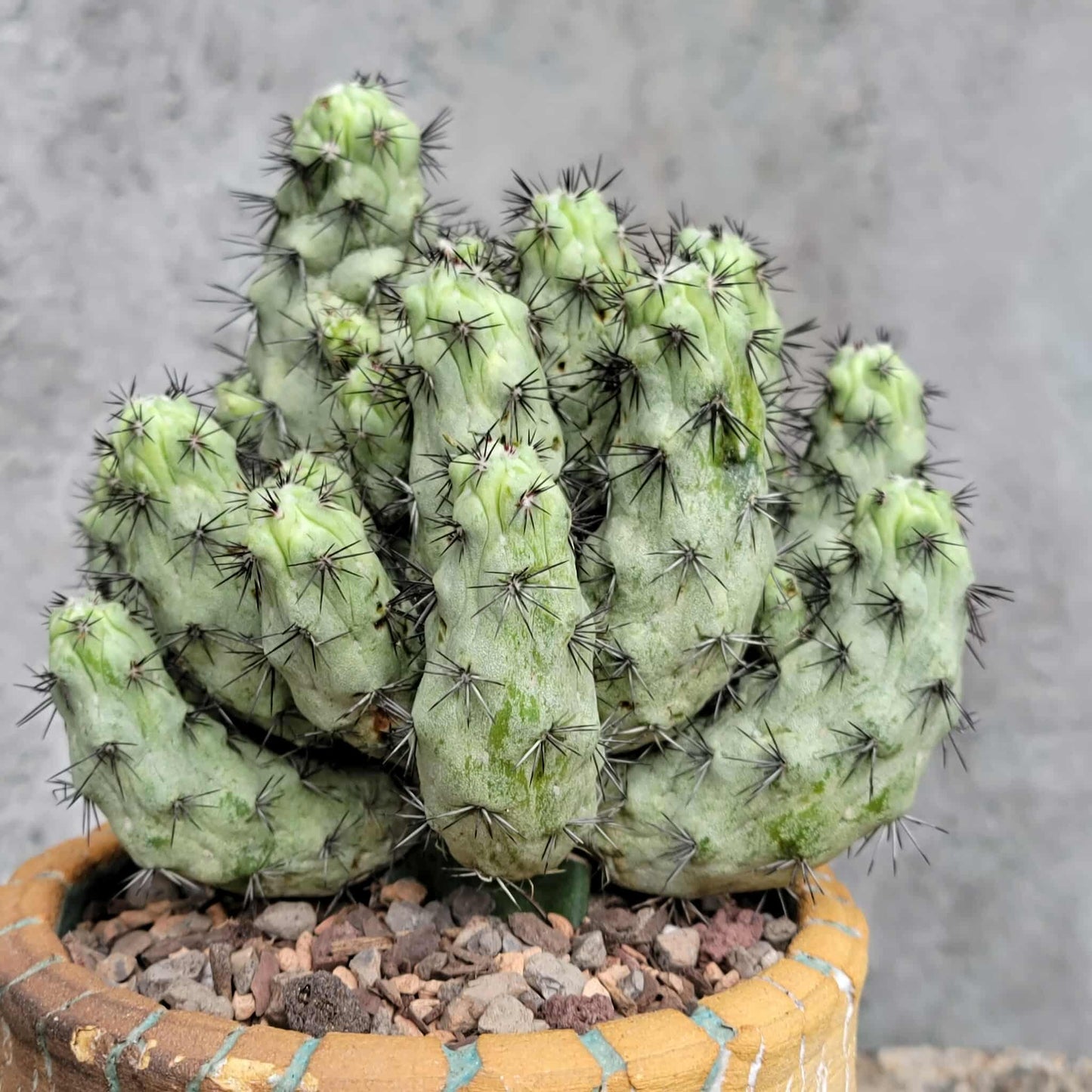 Ortegocactus macdougallii - Cochemiea macdougallii