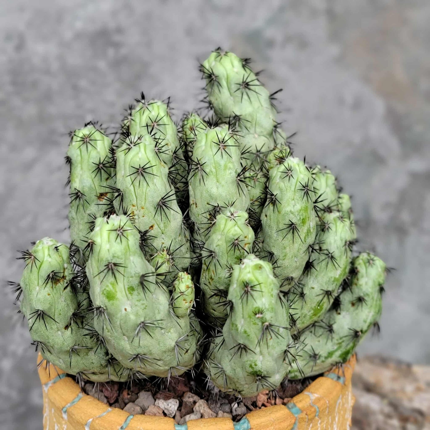 Ortegocactus macdougallii - Cochemiea macdougallii