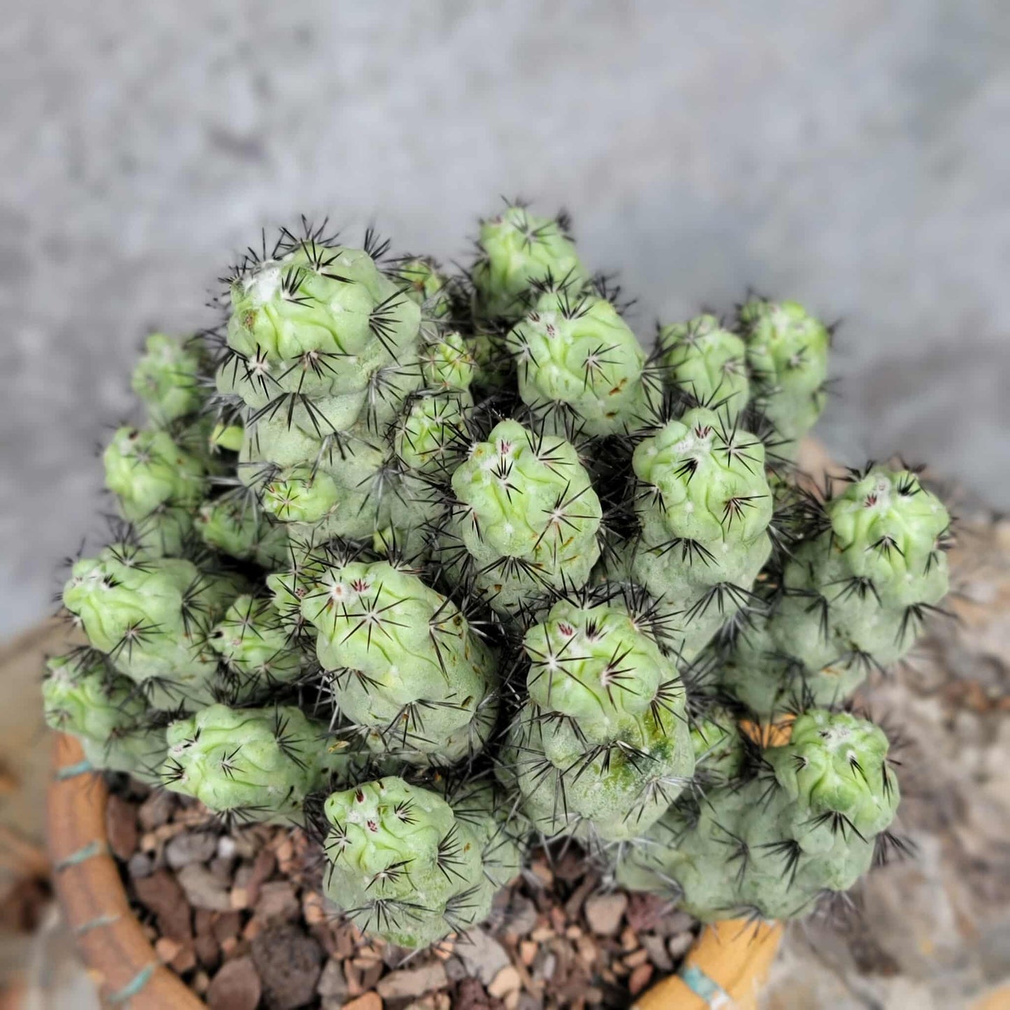 Ortegocactus macdougallii - Cochemiea macdougallii
