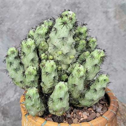 Ortegocactus macdougallii - Cochemiea macdougallii
