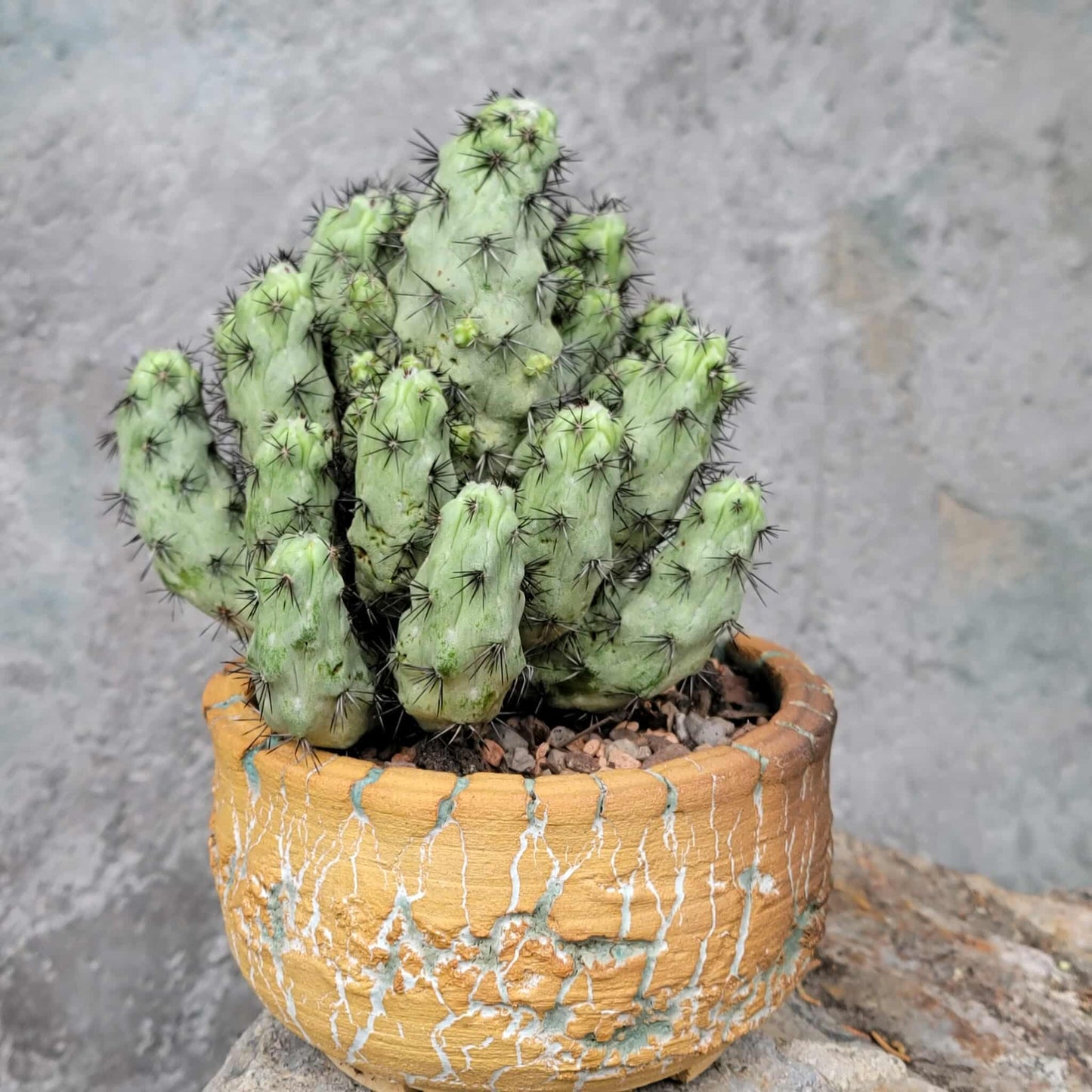 Ortegocactus macdougallii - Cochemiea macdougallii