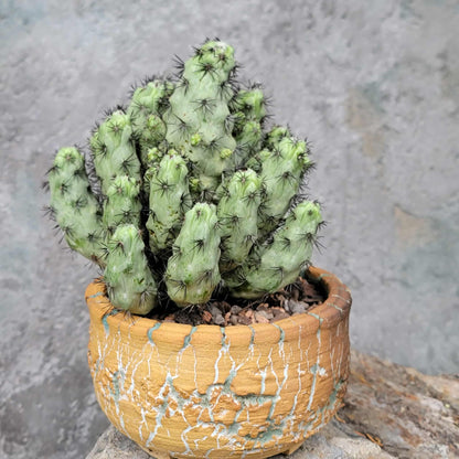 Ortegocactus macdougallii - Cochemiea macdougallii