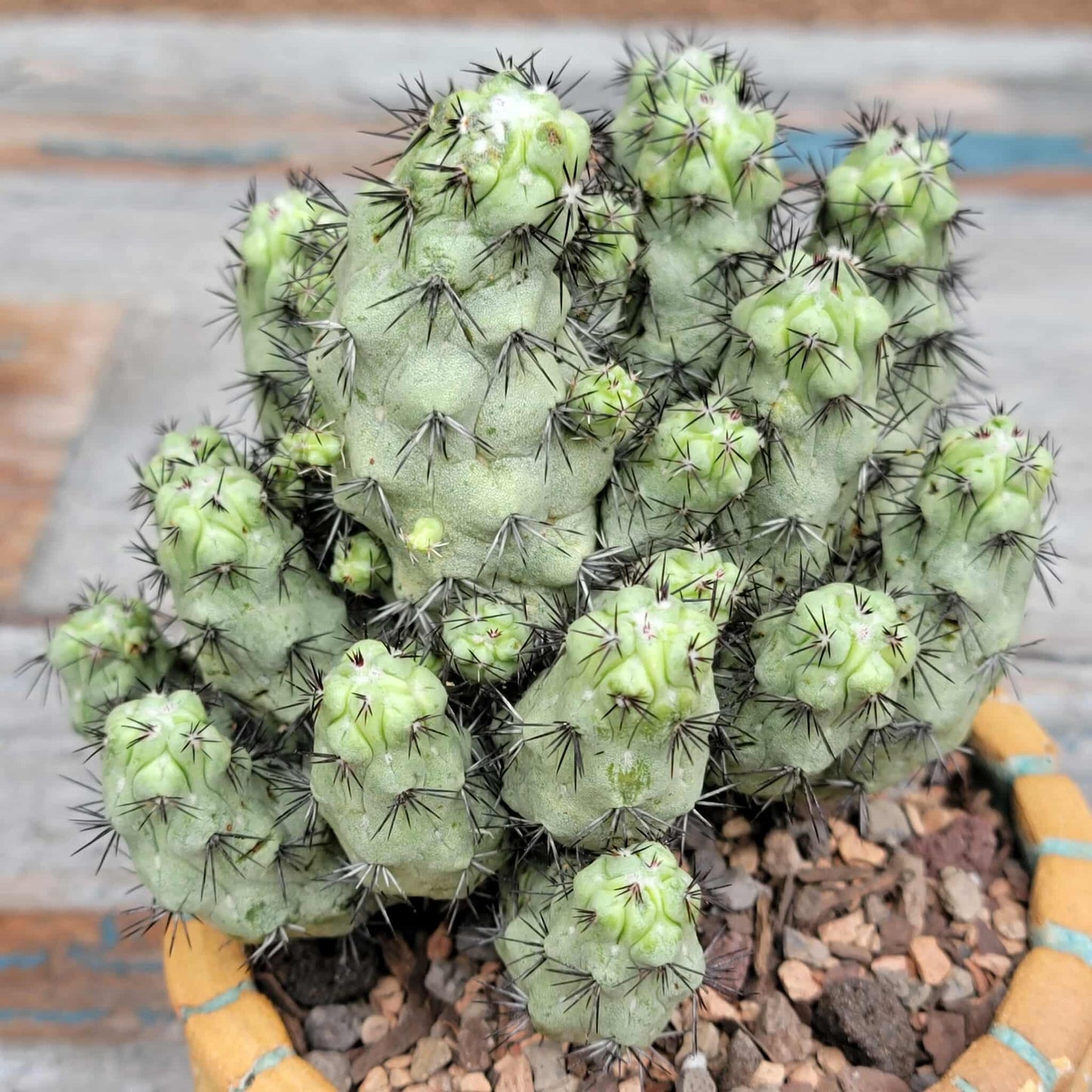 Ortegocactus macdougallii - Cochemiea macdougallii
