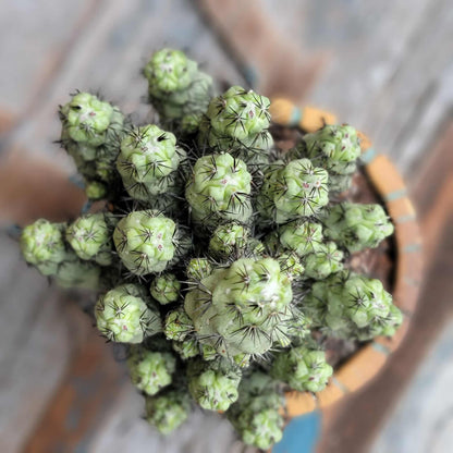 Ortegocactus macdougallii - Cochemiea macdougallii
