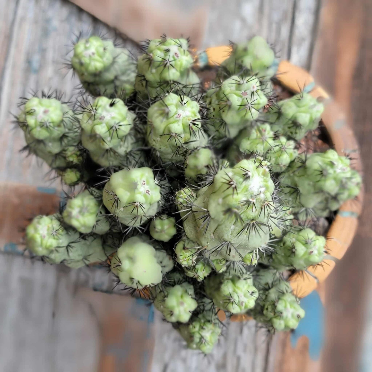 Ortegocactus macdougallii - Cochemiea macdougallii