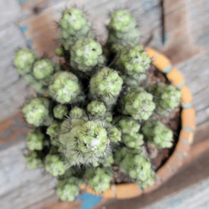 Ortegocactus macdougallii - Cochemiea macdougallii