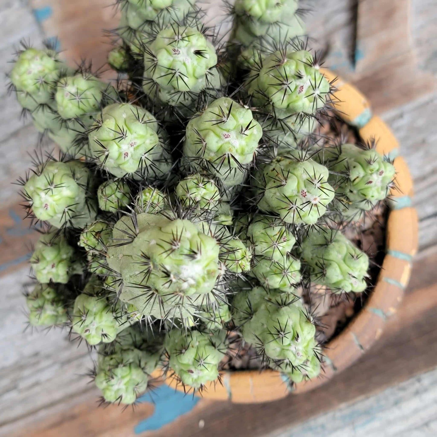 Ortegocactus macdougallii - Cochemiea macdougallii