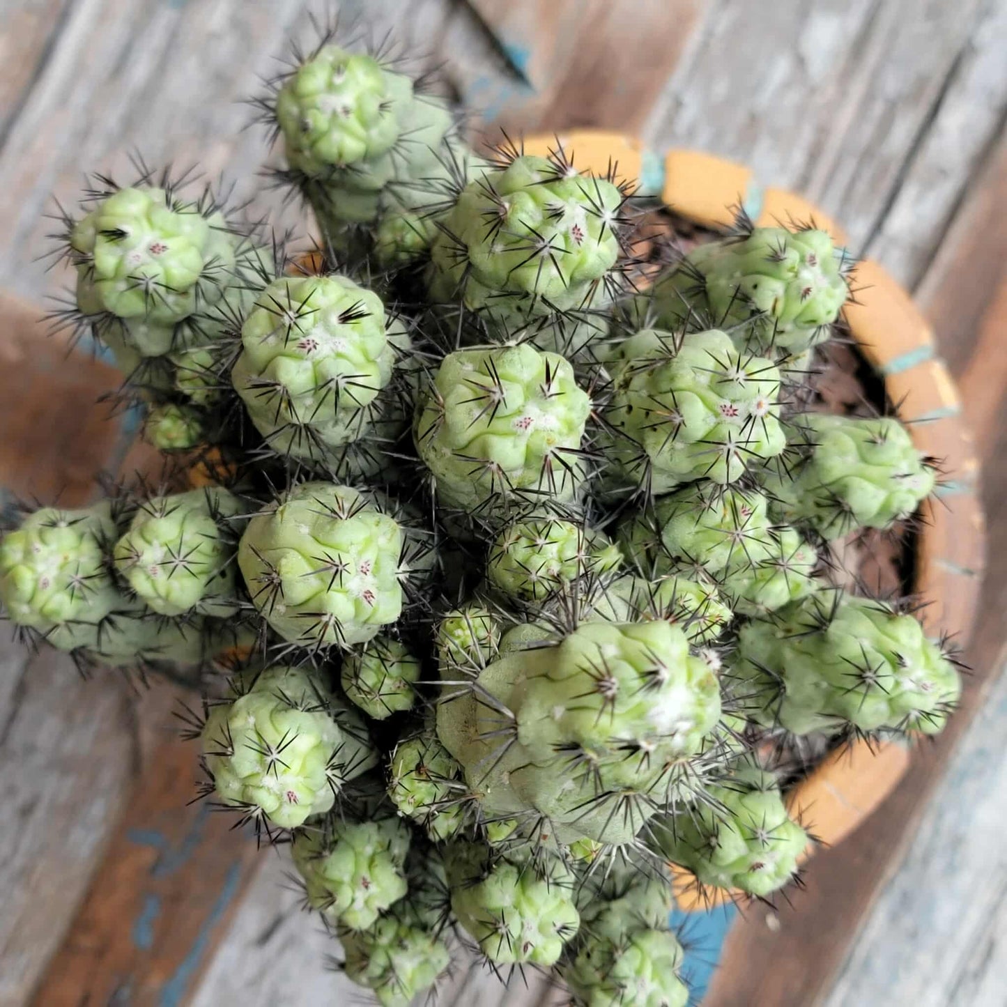 Ortegocactus macdougallii - Cochemiea macdougallii