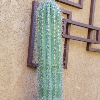 Pachycereus Pringlei - Cardon Cactus - 26" Tall!