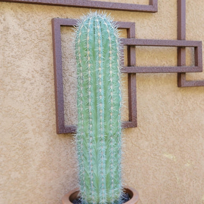 Pachycereus Pringlei - Cardon Cactus - 26" Tall!