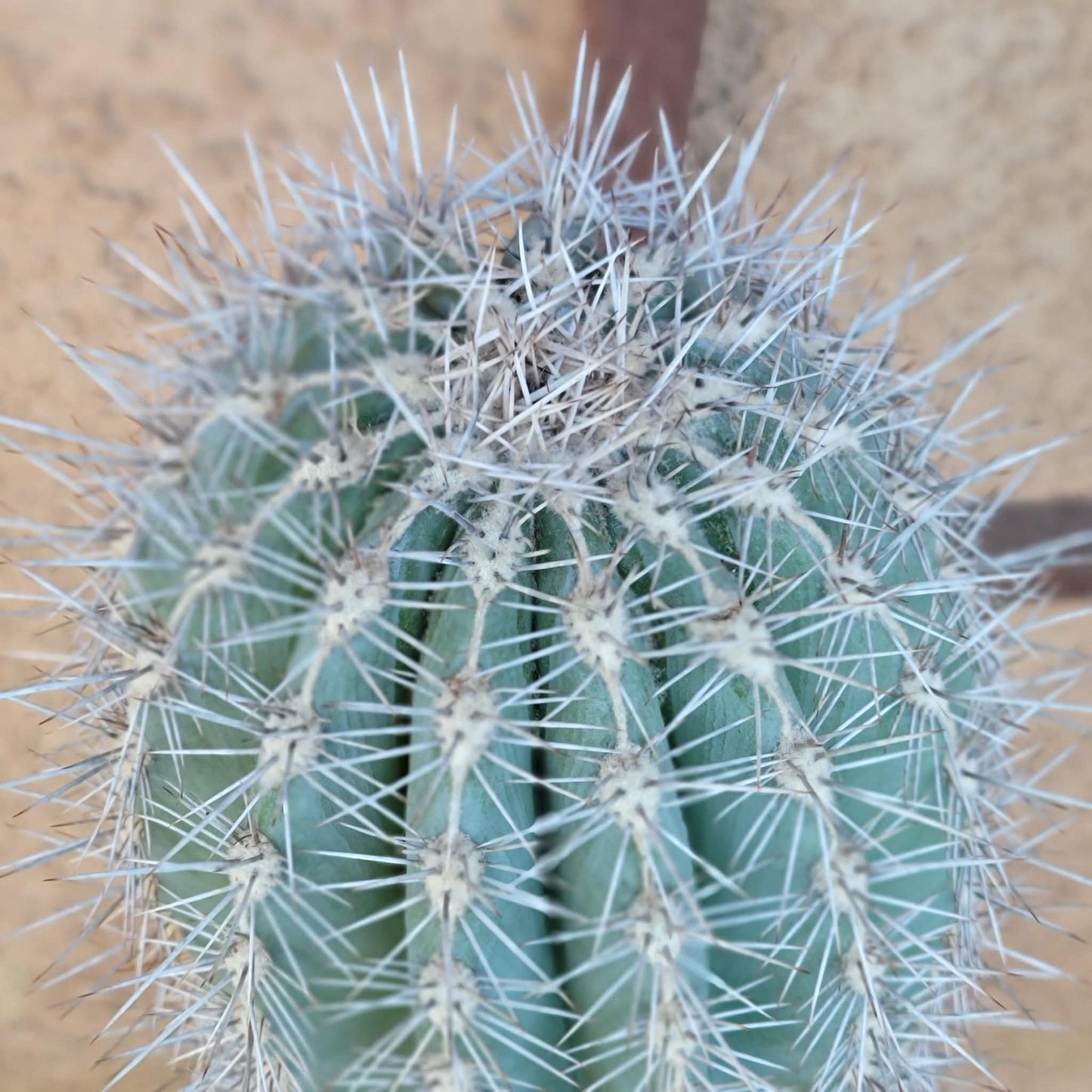 Pachycereus Pringlei - Cardon Cactus - 26" Tall!