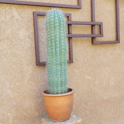 Pachycereus Pringlei - Cardon Cactus - 26" Tall!