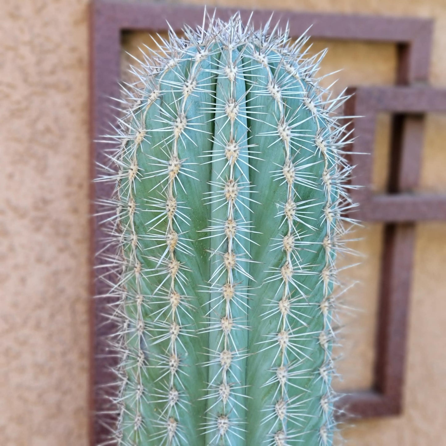 Pachycereus Pringlei - Cardon Cactus - 26" Tall!
