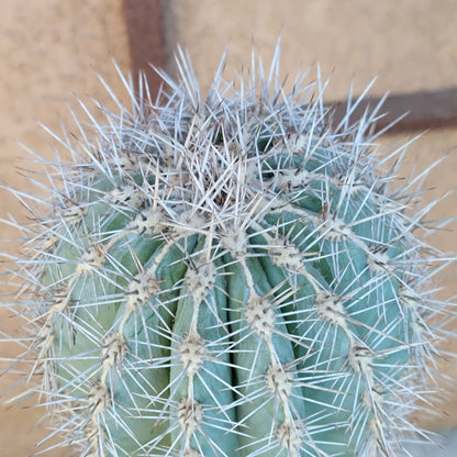 Pachycereus Pringlei - Cardon Cactus - 26" Tall!