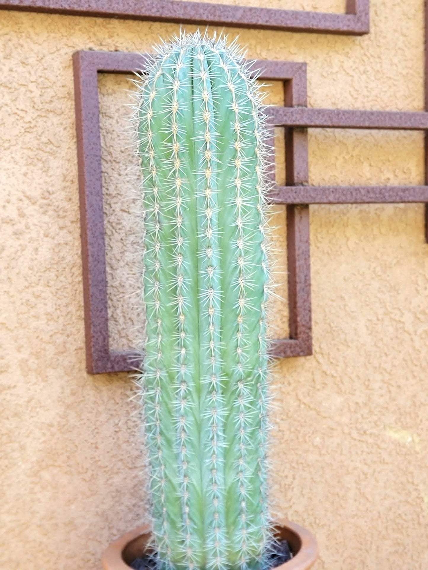 Pachycereus Pringlei – Cardón Cactus – 26" Tall collector cactus specimen