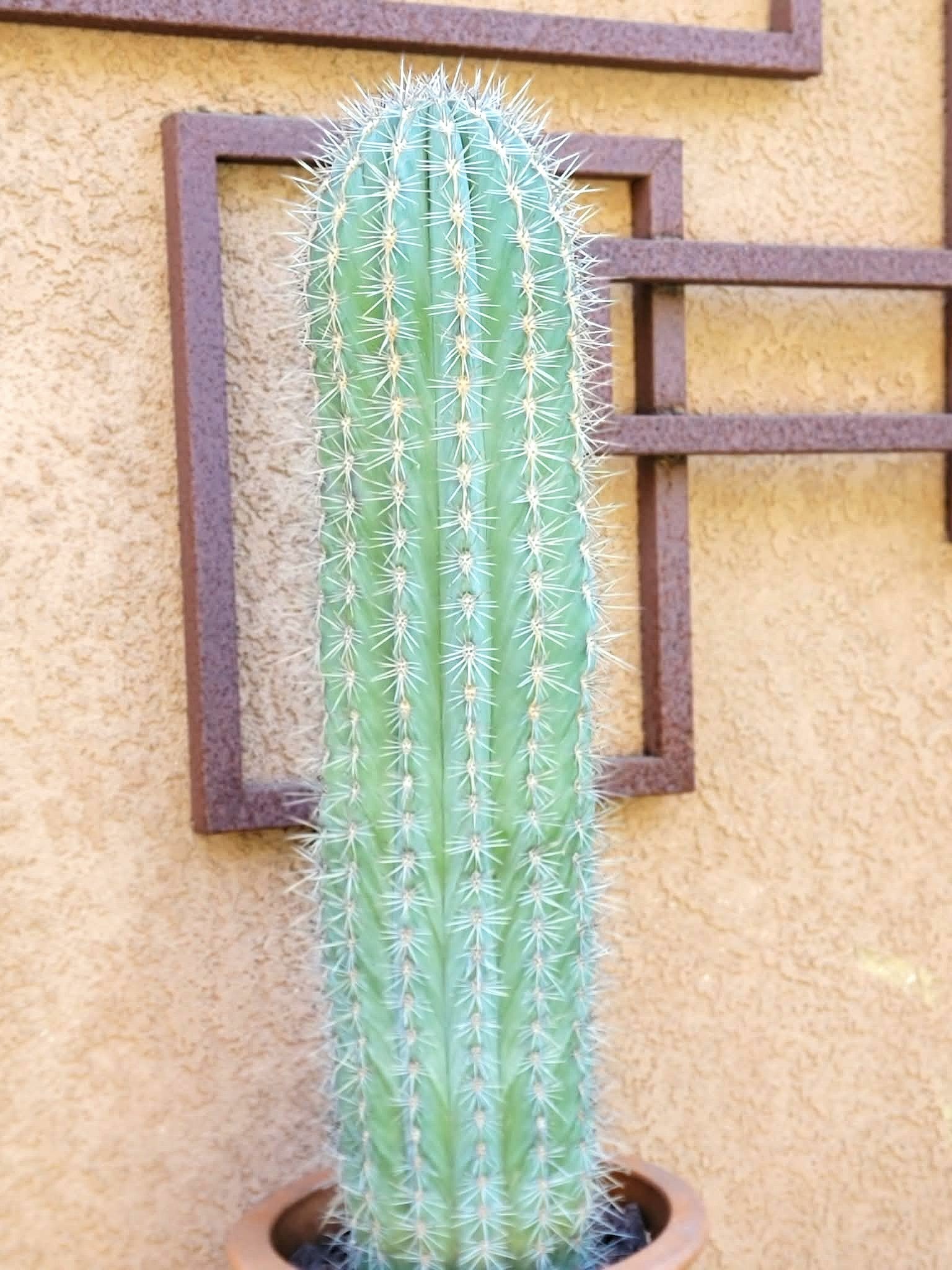 Pachycereus Pringlei – Cardón Cactus – 26" Tall collector cactus specimen