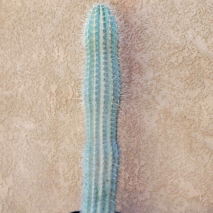 Carnegiea gigantea - Saguaro Cactus - 35" Tall!