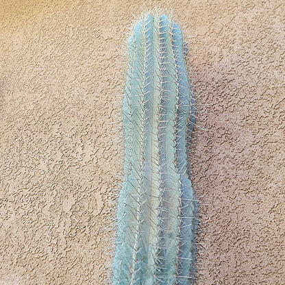 Carnegiea gigantea - Saguaro Cactus - 35" Tall!