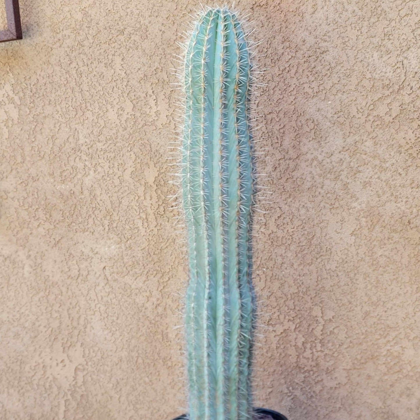 Carnegiea gigantea - Saguaro Cactus - 35" Tall!