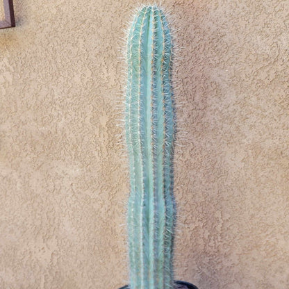 Carnegiea gigantea - Saguaro Cactus - 35" Tall!