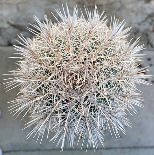 Pachycereus Pringlei - False Saguaro Cardon - Over 3 feet tall - OLD