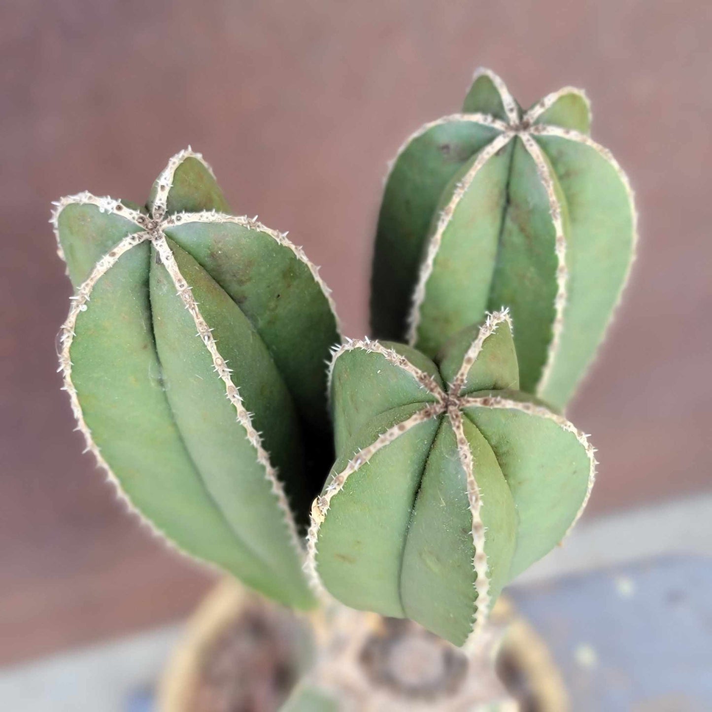 Pachycereus marginatus – Mexican Fence Post Cactus (Triple Head)