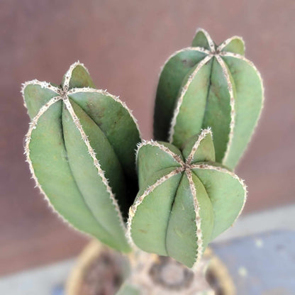 Pachycereus marginatus – Mexican Fence Post Cactus (Triple Head)