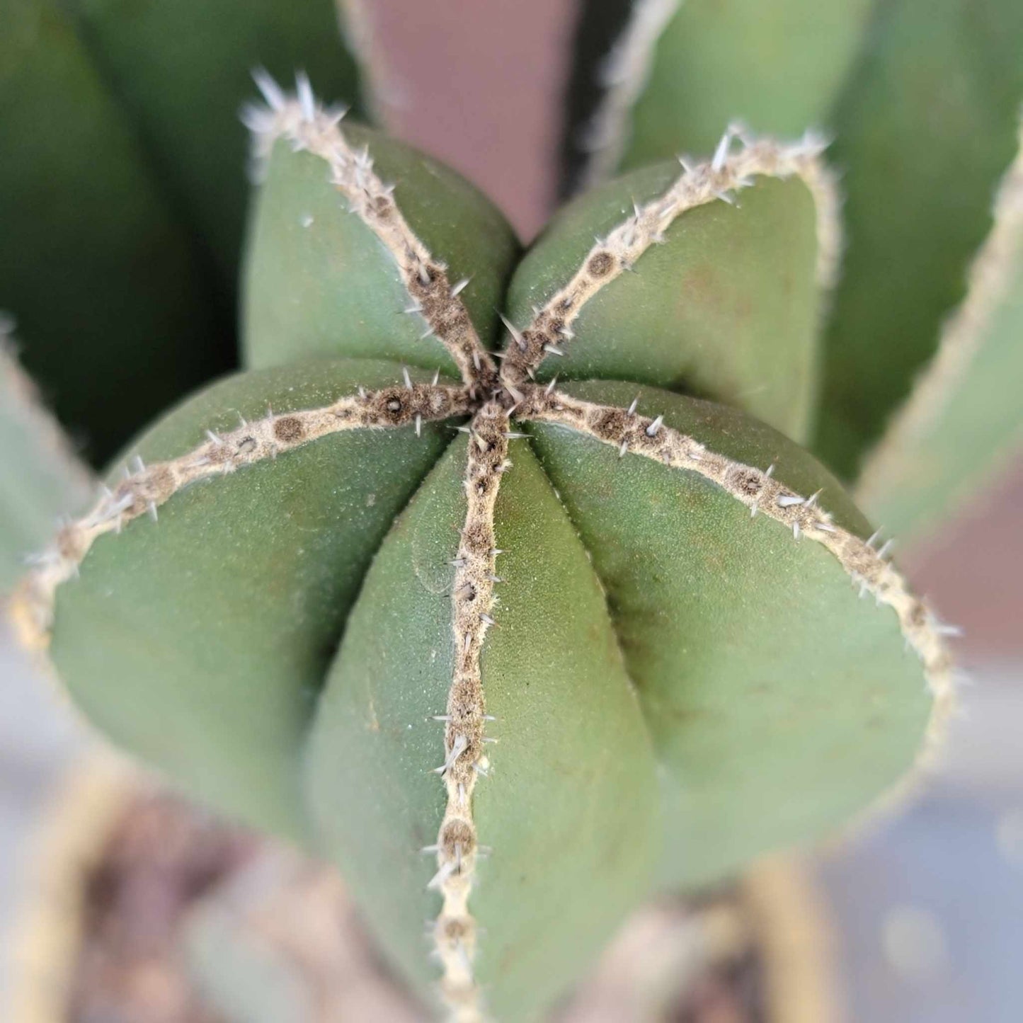 Pachycereus marginatus – Mexican Fence Post Cactus (Triple Head)