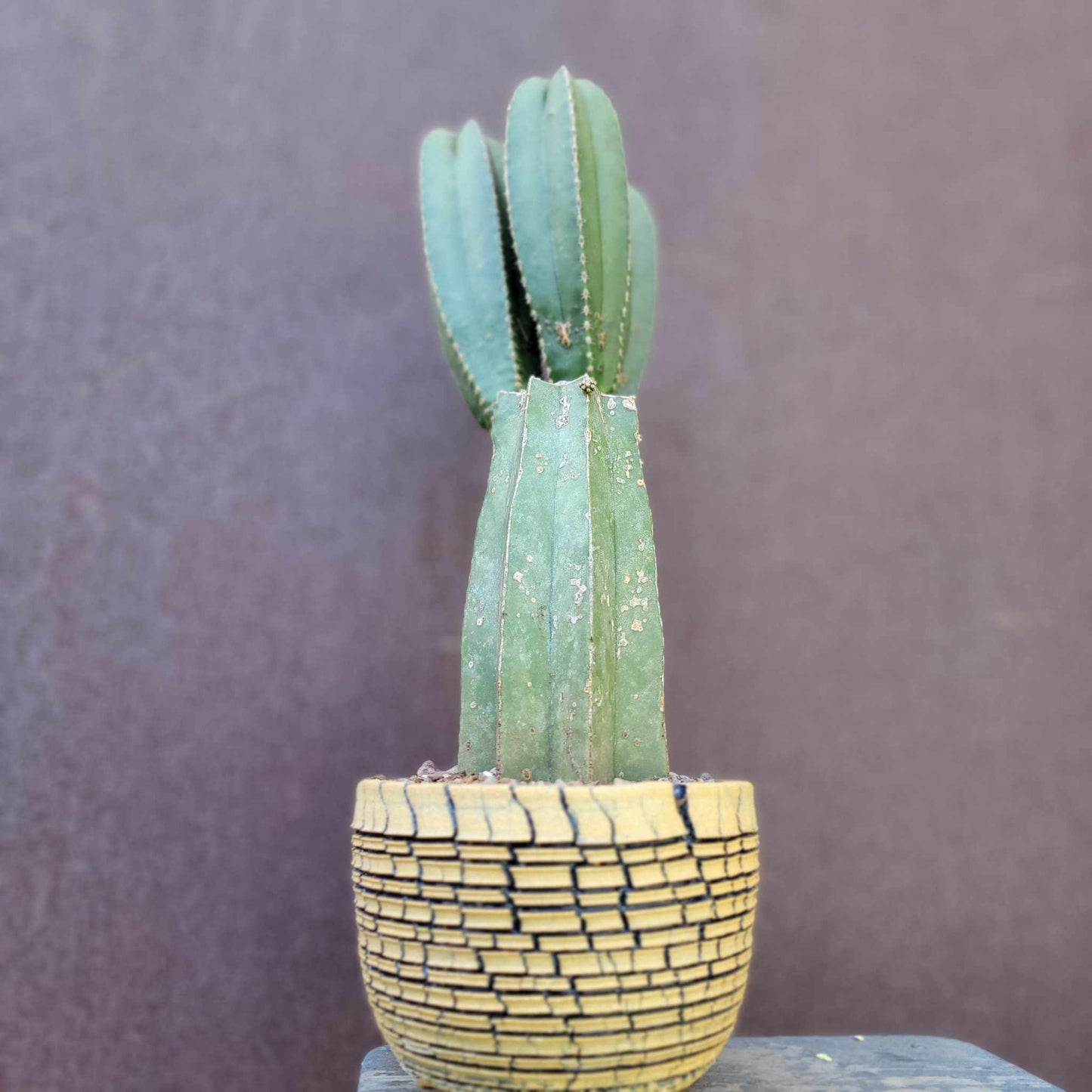 Pachycereus marginatus – Mexican Fence Post Cactus (Triple Head)