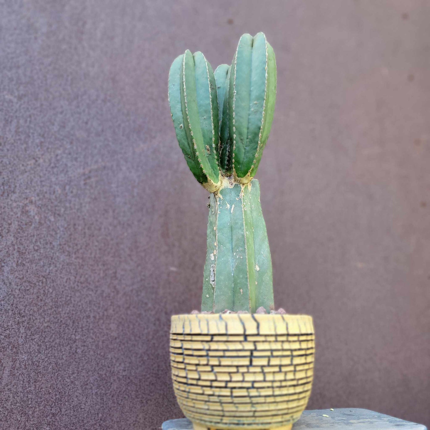 Pachycereus marginatus – Mexican Fence Post Cactus (Triple Head)