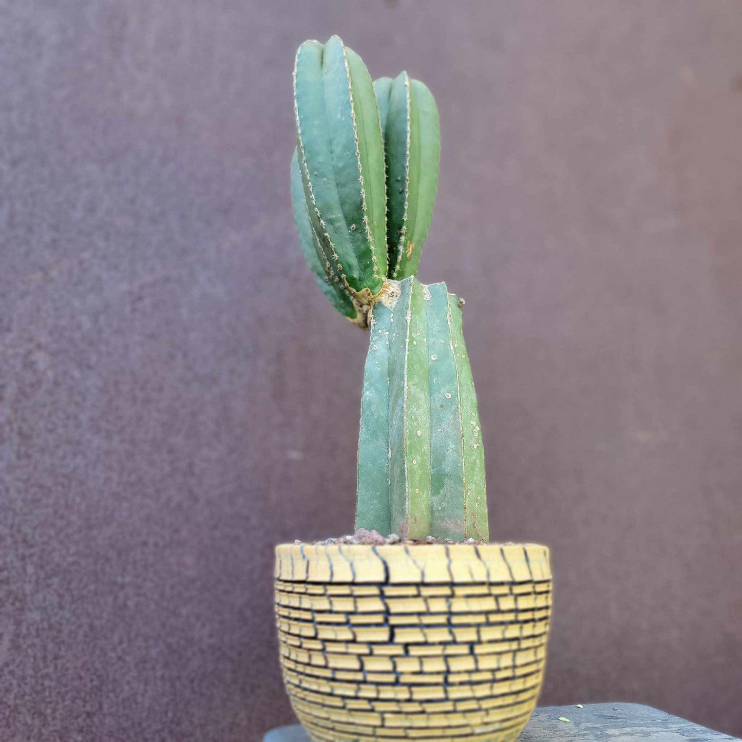 Pachycereus marginatus – Mexican Fence Post Cactus (Triple Head)