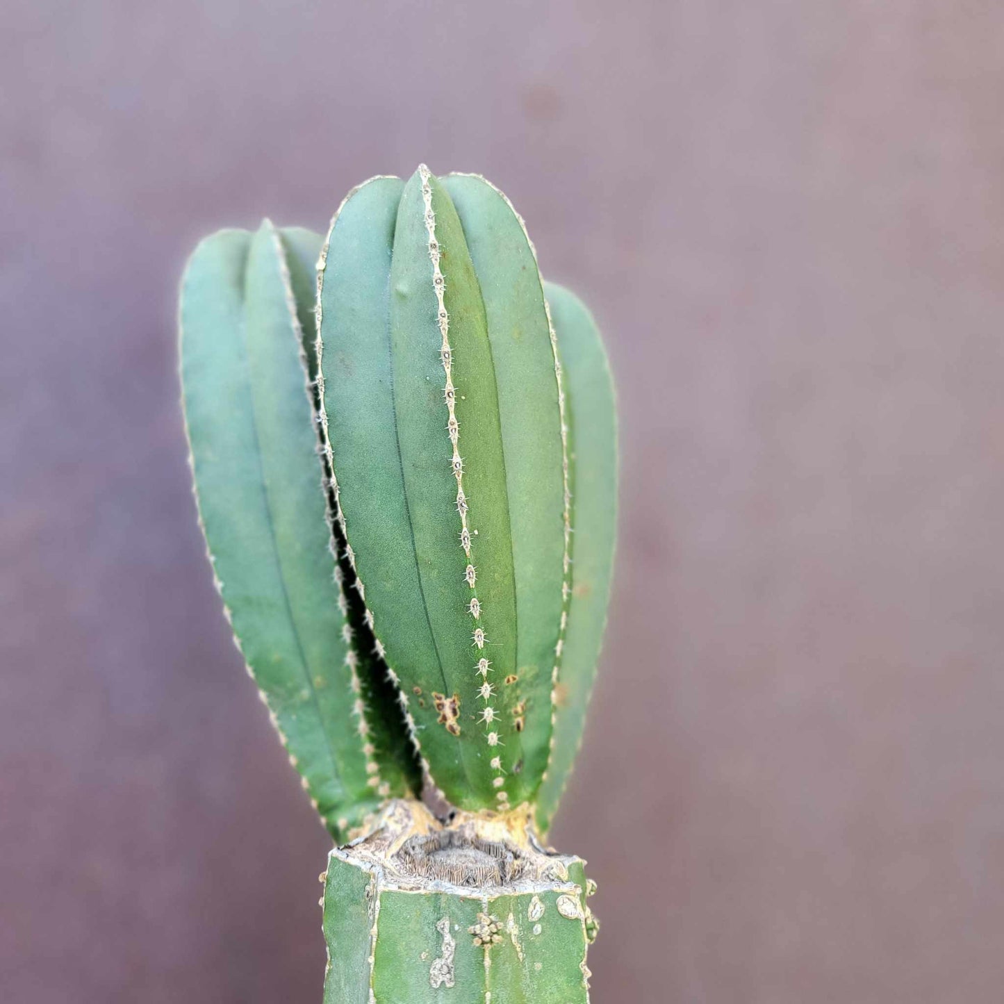 Pachycereus marginatus – Mexican Fence Post Cactus (Triple Head)