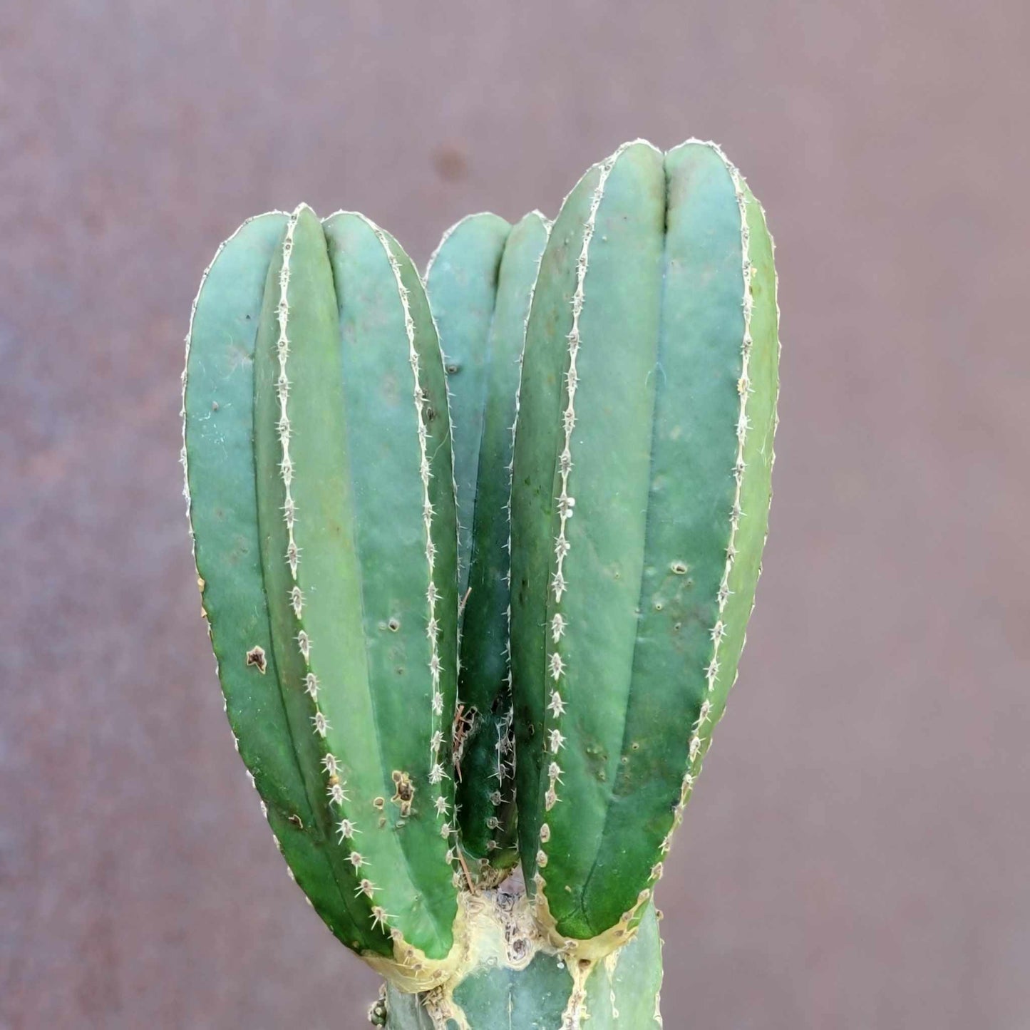 Pachycereus marginatus – Mexican Fence Post Cactus (Triple Head)