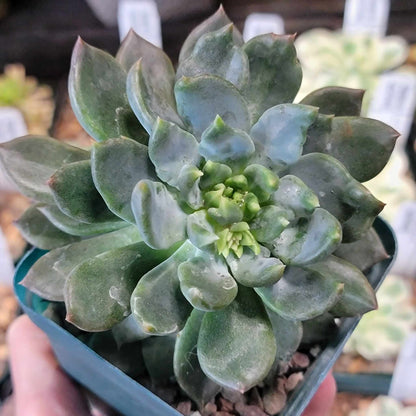 Pachyphytum Compactum - Little Jewel