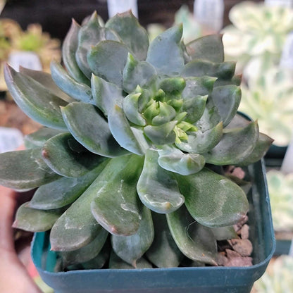 Pachyphytum Compactum - Little Jewel