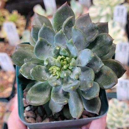 Pachyphytum Compactum - Little Jewel