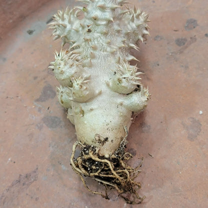 Pachypodium Brevicaule x Densiflorum