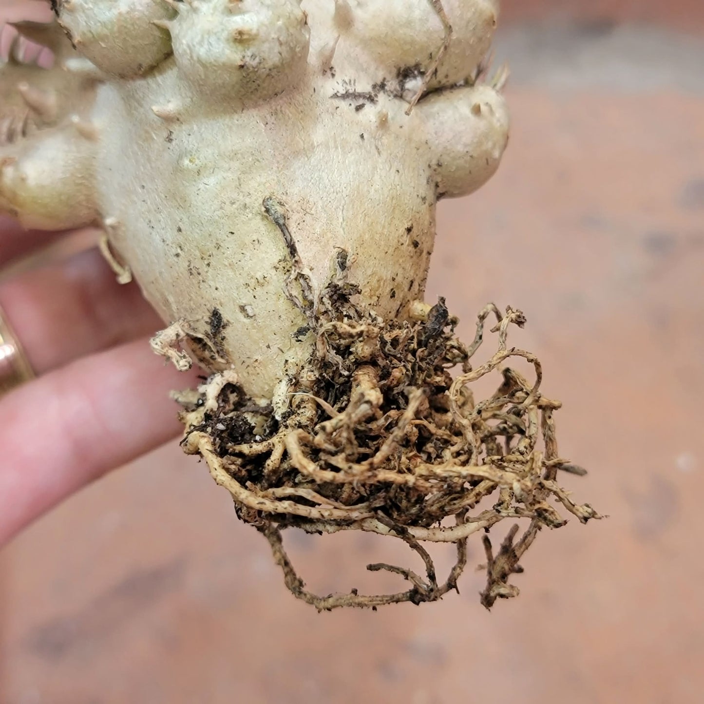 Pachypodium Brevicaule x Densiflorum