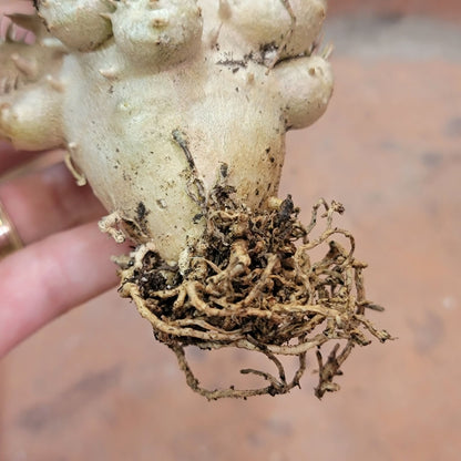 Pachypodium Brevicaule x Densiflorum