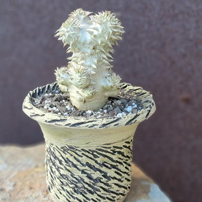 Pachypodium Brevicaule x Densiflorum
