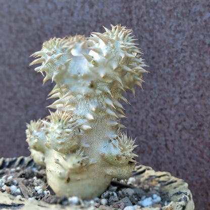 Pachypodium Brevicaule x Densiflorum