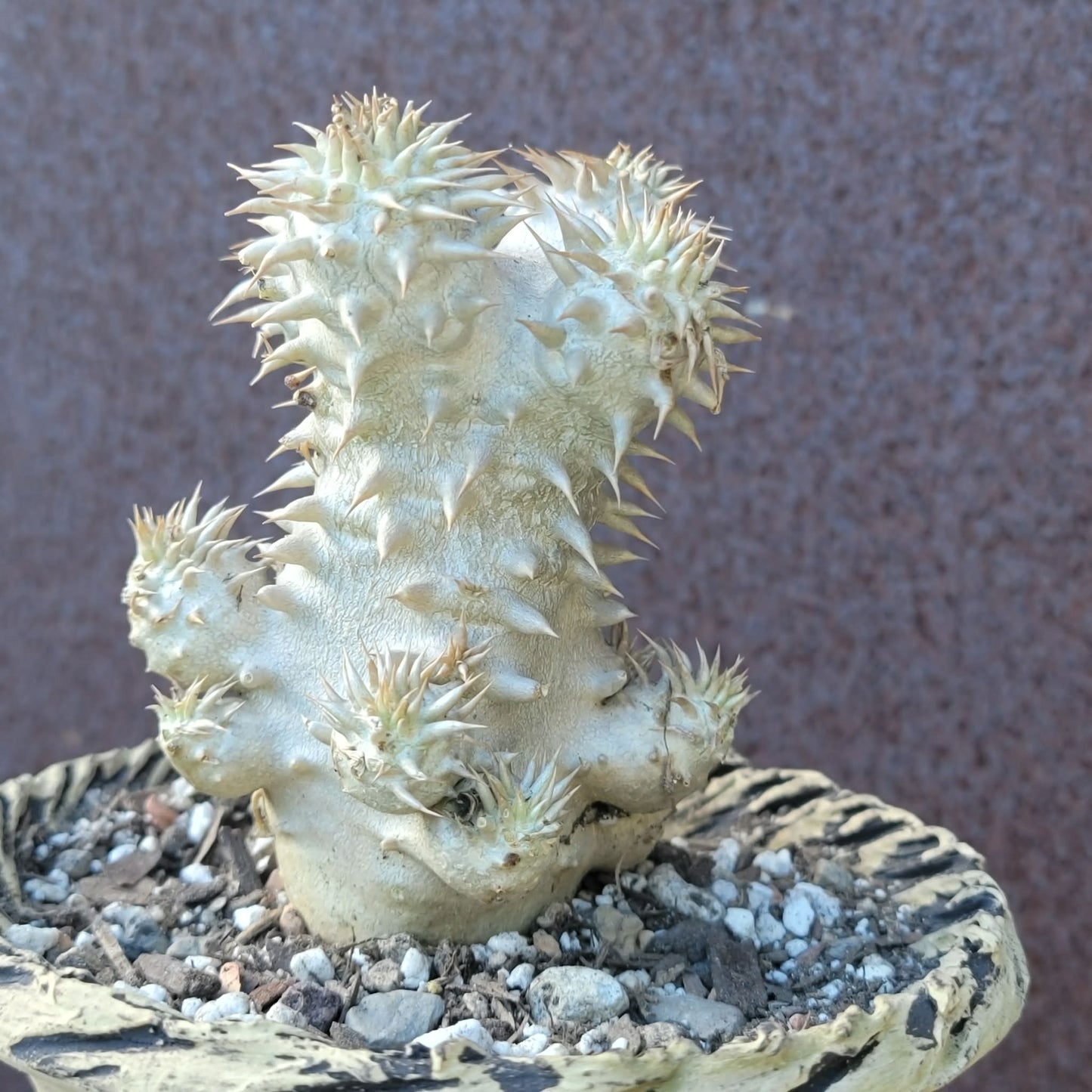 Pachypodium Brevicaule x Densiflorum