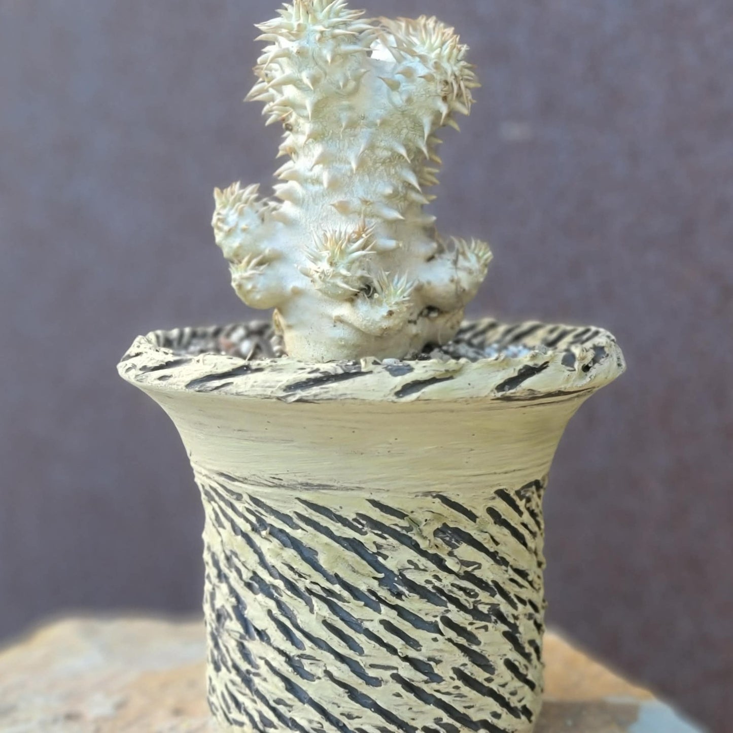 Pachypodium Brevicaule x Densiflorum