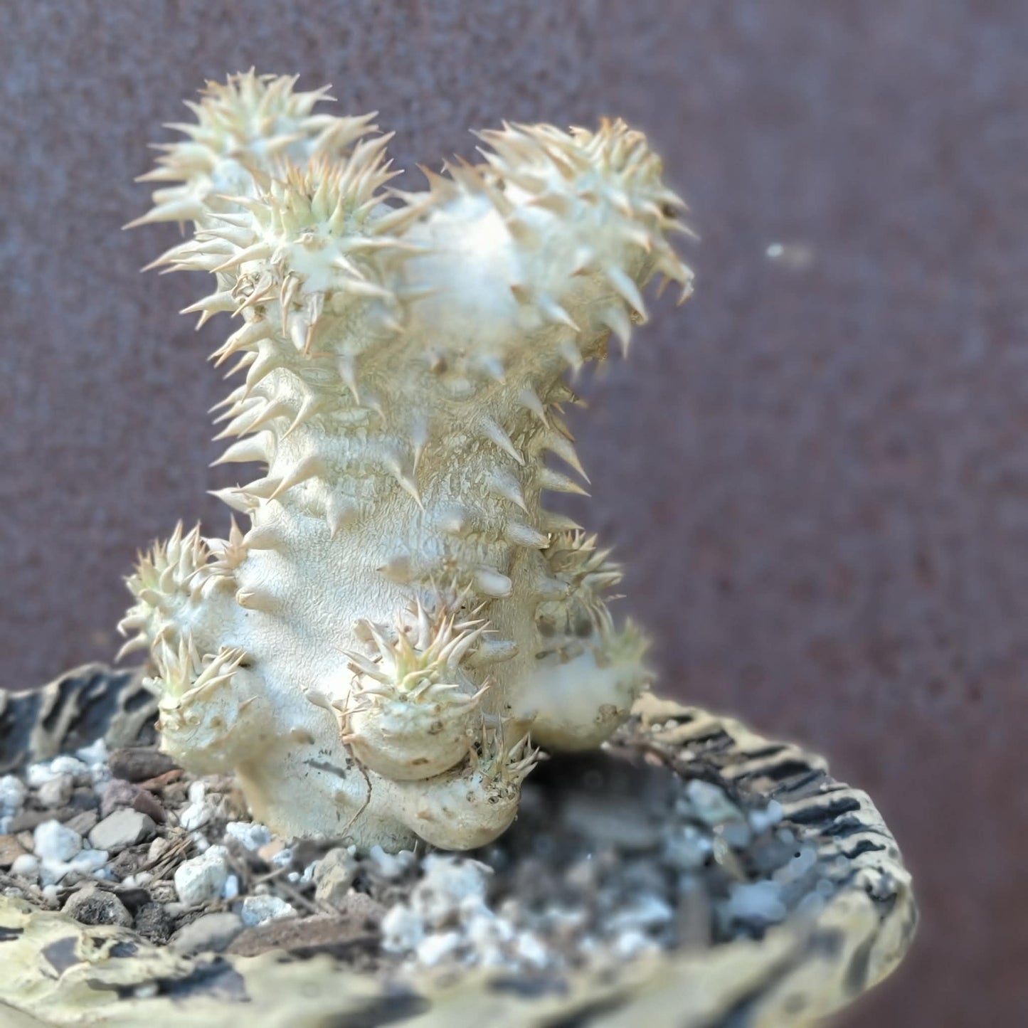 Pachypodium Brevicaule x Densiflorum