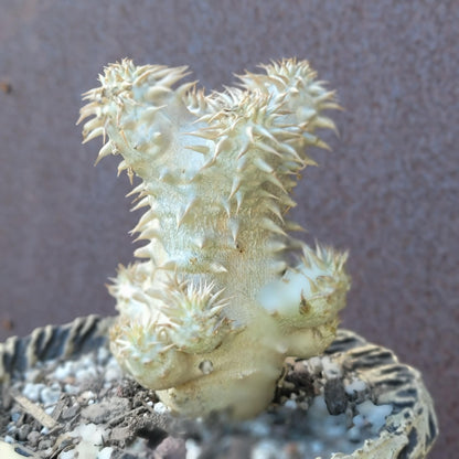 Pachypodium Brevicaule x Densiflorum
